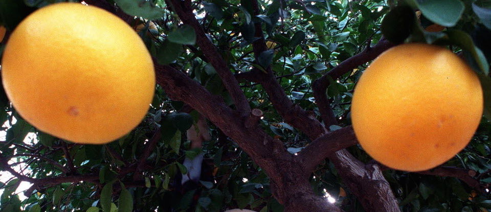 Grapefruit